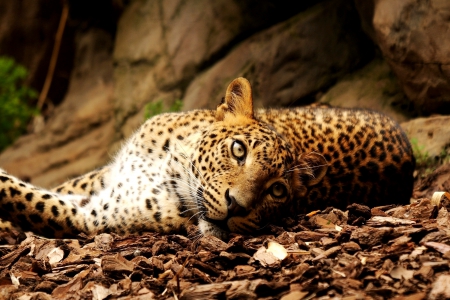 RESTING PREDATOR - leopard, animal, wild, cat