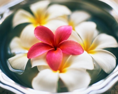 You are Special. - white, basin, red, water, flowers