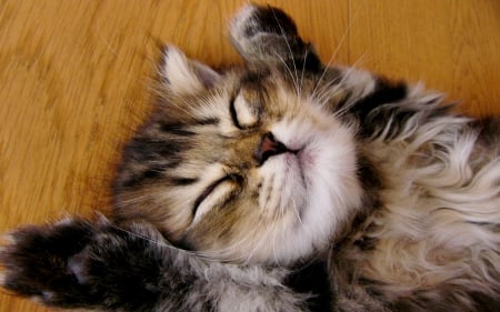 KITTY NAP - pet, adorable, sleeps, kitten