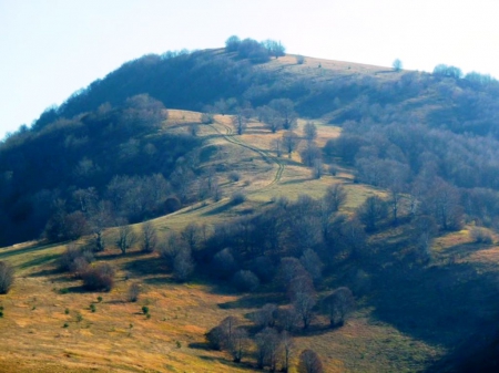 Mountain Forest - photo, photography, trees, nature, mountain, bulgaria