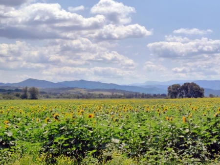 Sunflower Field - sunflower, nature, photography, field, photo, Bulgaria, sky