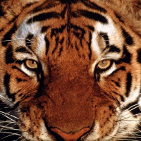 Eye Of The Tiger