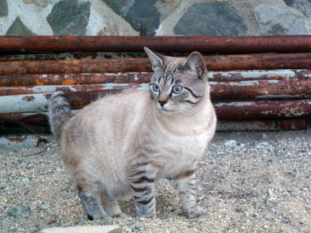 Cat - animal, photography, photo, Bulgaria, cat