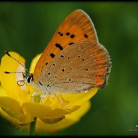 Flutterby