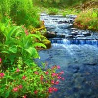 flowers around a flowing river