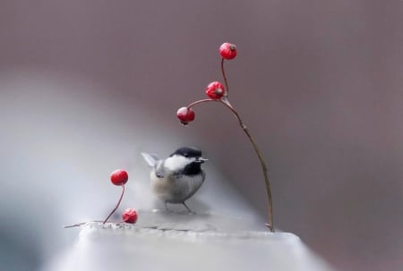 Tiny bird - alone, cute, bird, tiny