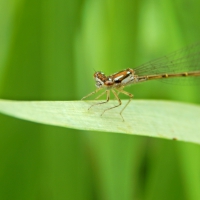 Dragonfly Macro Photography HD