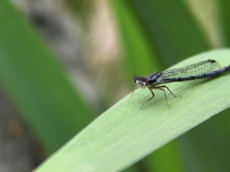 Blue Dragonfly Photography - pretty, insect, nature, dragonfly