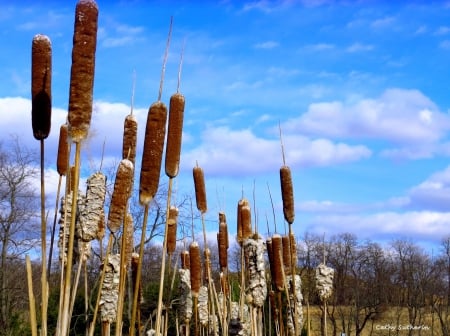 Spring is Here! - blooms, field, spring, country, nature, slu, cattails, clouds, grass