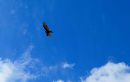 In Flight - clouds, buzzard, bird, hunter, blue, fowl, animal, nature, wings, hunting, field, sky