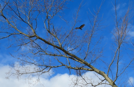 The Hunt Is On - branches, hunting, sky, bird, limbs, country, nature, fowl, clouds, animal, tree, buzzard, hunter