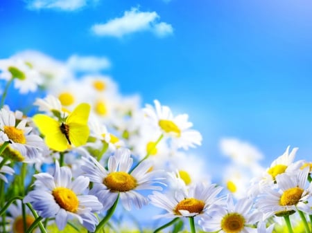 Spring beauty - sky, freshness, meadow, lovely, spring, nature, butterfly, pretty, beautiful, flowers, daisies