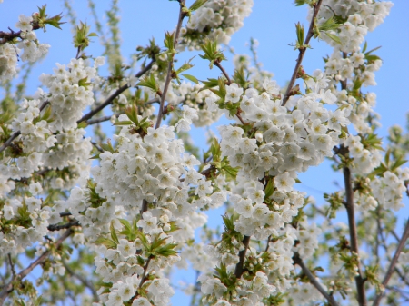 My old cherry blossomed - batranul, inflorit, azi a, meu cires