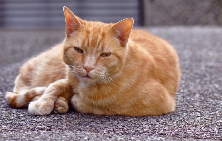 Cat - hat, pretty, cat face, beautiful, lovely, paws, cat, kitten, cute, cats, face, sleeping, animals, kitty