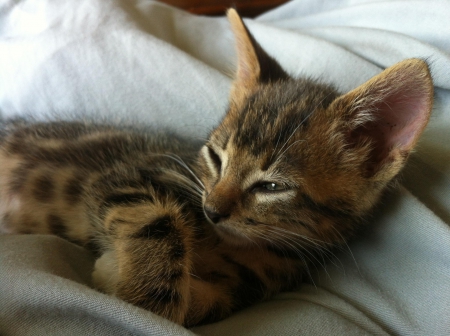 Cat - paws, face, pretty, cute, animals, beautiful, cat, sleeping, kitty, cats, kitten, hat, lovely, cat face