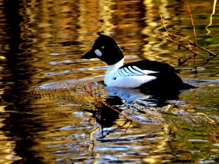 Telkkä  Finland - water, bird, spring, river