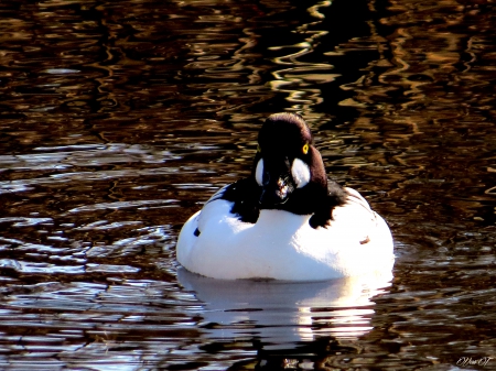 Telkk� Finland - bird, river, spring, water