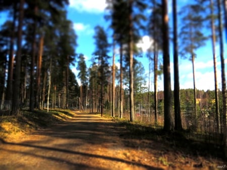 bicycle path - spring, sun, forrest, sky