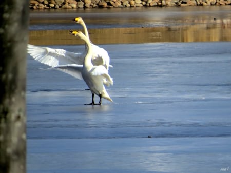 Swan  Finland - swan, pond, bird, spring