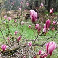 Magnolia