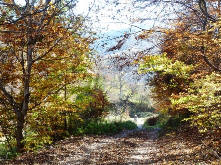 Autumn Road - ride, autumn, trees, photography, road, bulgaria, nature, fall, leaves, photo