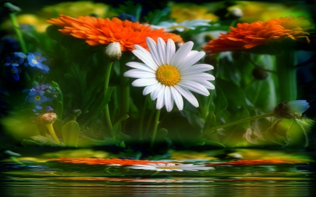 Spring Flowers - reflection, water, daisy, flowers, spring