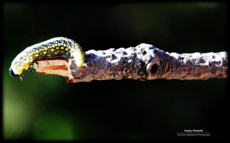 Reach - abstract, branch, insects, photography, spring, nature, macro, butterfly, animals, wallpaper