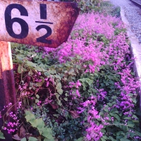 Flowers by Rusted Railway Sign Post