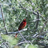 Cardinal in the Branches