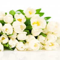 White Tulips