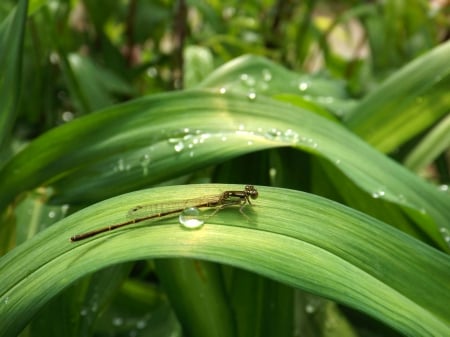 3D Damselfly Photography - bugs, nature, pretty, dragonflies, photography