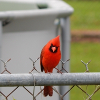 Cardinal See Down