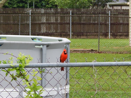 Cardinal on the Fence - animals, cardinal, birds, red