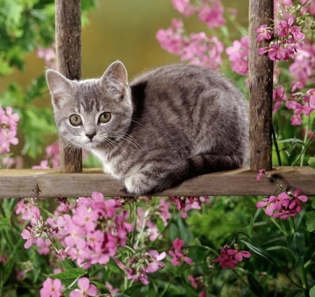 Kitten among flowers - flowers, animals, cats, kitten