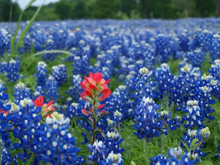 Bluebonnets - nature, texas, flowers, bluebonnets