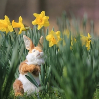 Cute Easter Bunny Toy in a Daffodil Garden