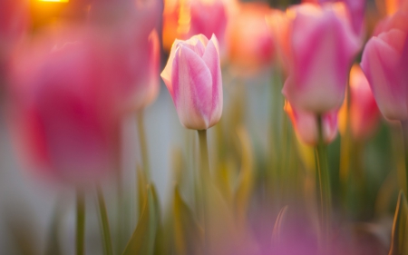 Spring - lovely, spring, nature, pink, beautiful, green, flowers, photo, cute, flower