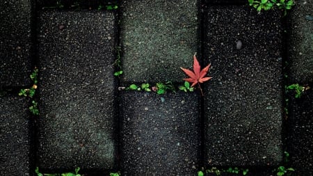 autumn - leaves, seasons, autumn, stones