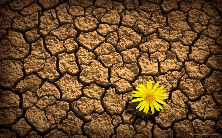 desert flower - corner, soil, dry, yellow