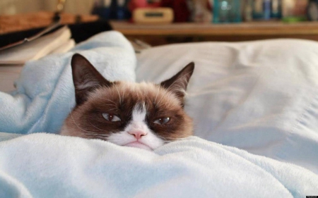 Grumpy in bed - you, at, sleepy, looks