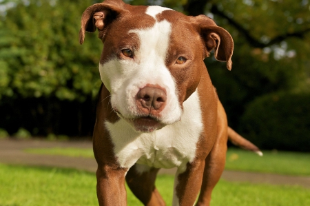 pittbull - in, the, walking, garden