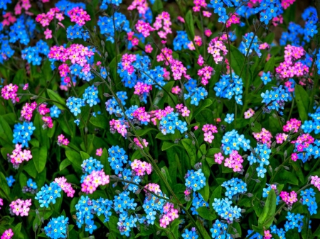 Lovely Forget me not