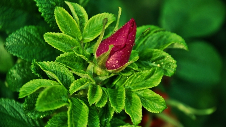 wild rose - nature, flowers, rose, red