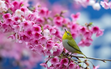 Beauty of Spring - beauty, blossoms, beautiful, green, cherry, spring, bird