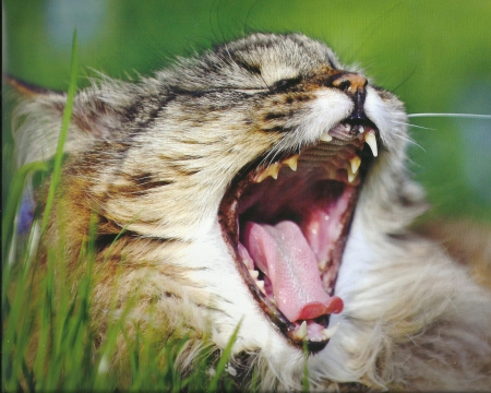 Cat - paws, cat, green, cute, grass