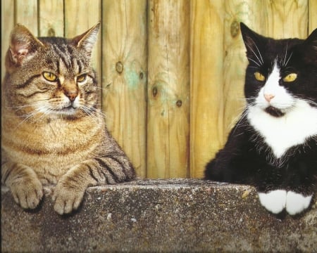 Cats - outside, paws, cute, cat