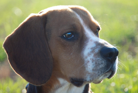 Beagle - animal, pretty, cute, animals, beautiful, sweet, puppy, puppys, dogs, lovely, dog