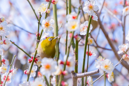 Spring - lovely, spring, nature, pink, beautiful, green, flowers, photo, cute, flower