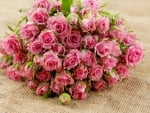 ♥Pink Roses♥