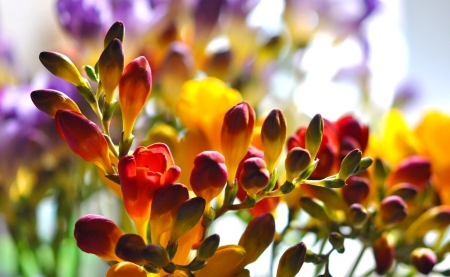 Spring flowers - nice, colorful, spring, nature, pretty, freesia, beautiful, flowers, lvoely